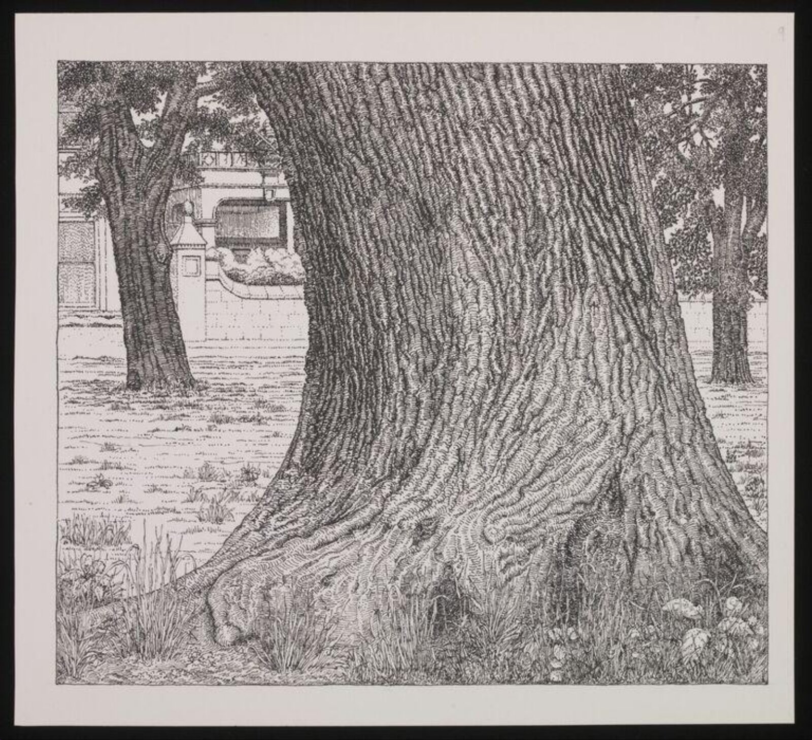 Oak tree trunk, Wimbledon Parkside, Donald Bowen, 1964