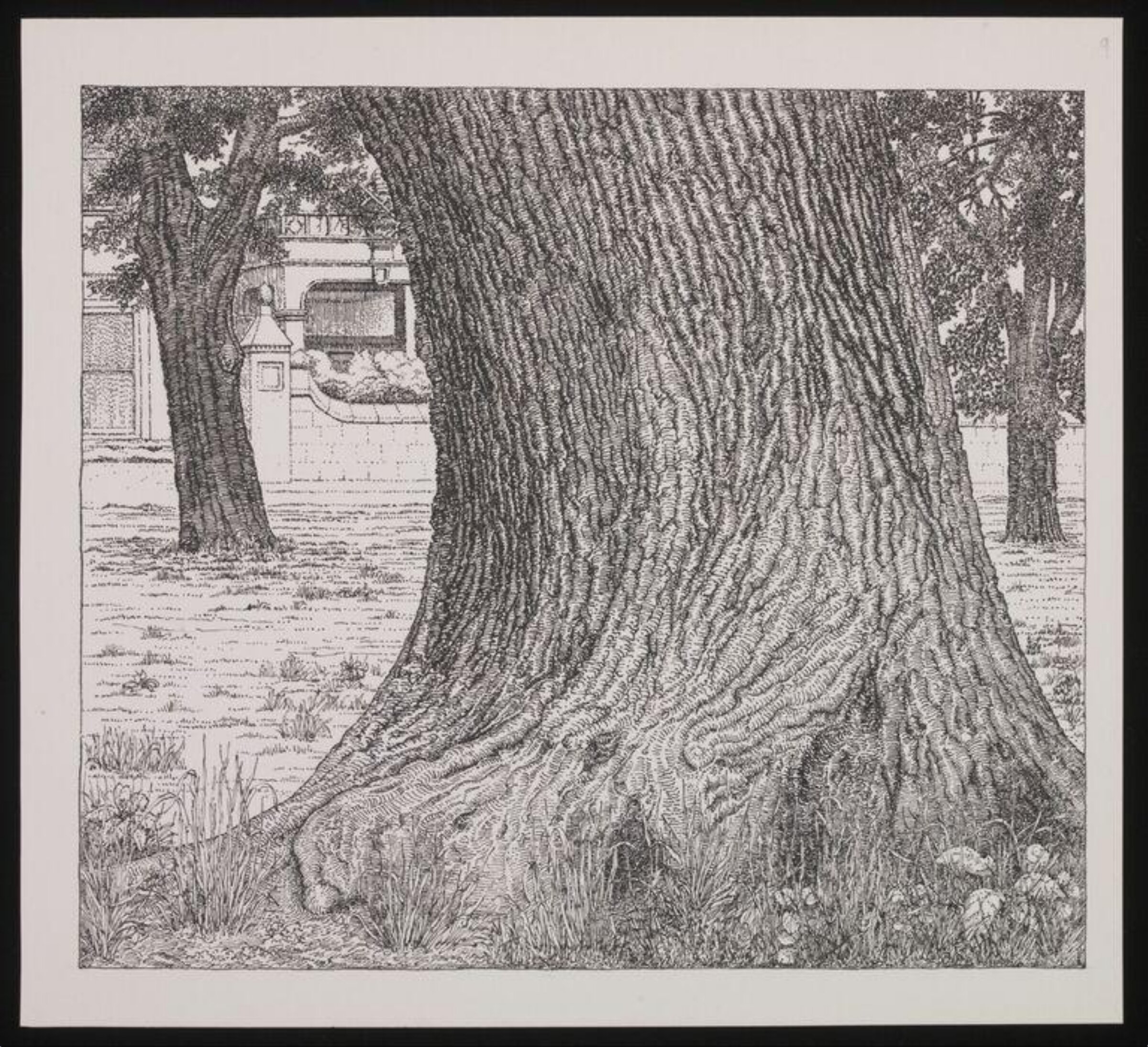Oak tree trunk, Wimbledon Parkside, Donald Bowen, 1964