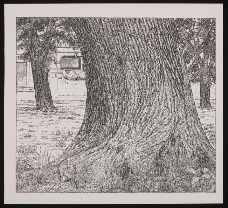 Oak tree trunk, Wimbledon Parkside top image