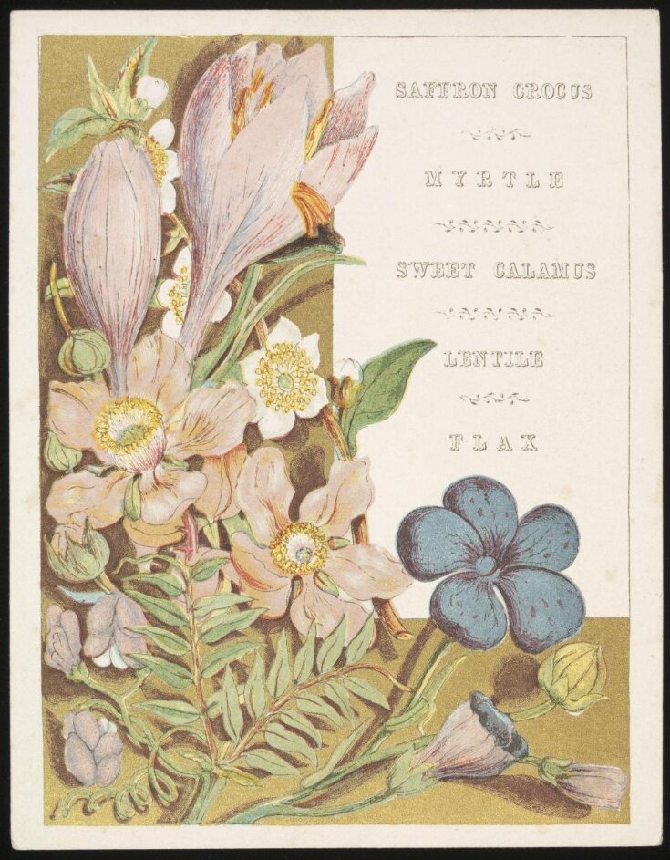 Flowers and Fruit from Bible Lands top image