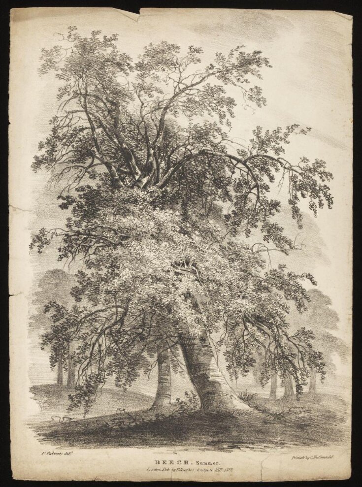 Trees with foliage and leafless image