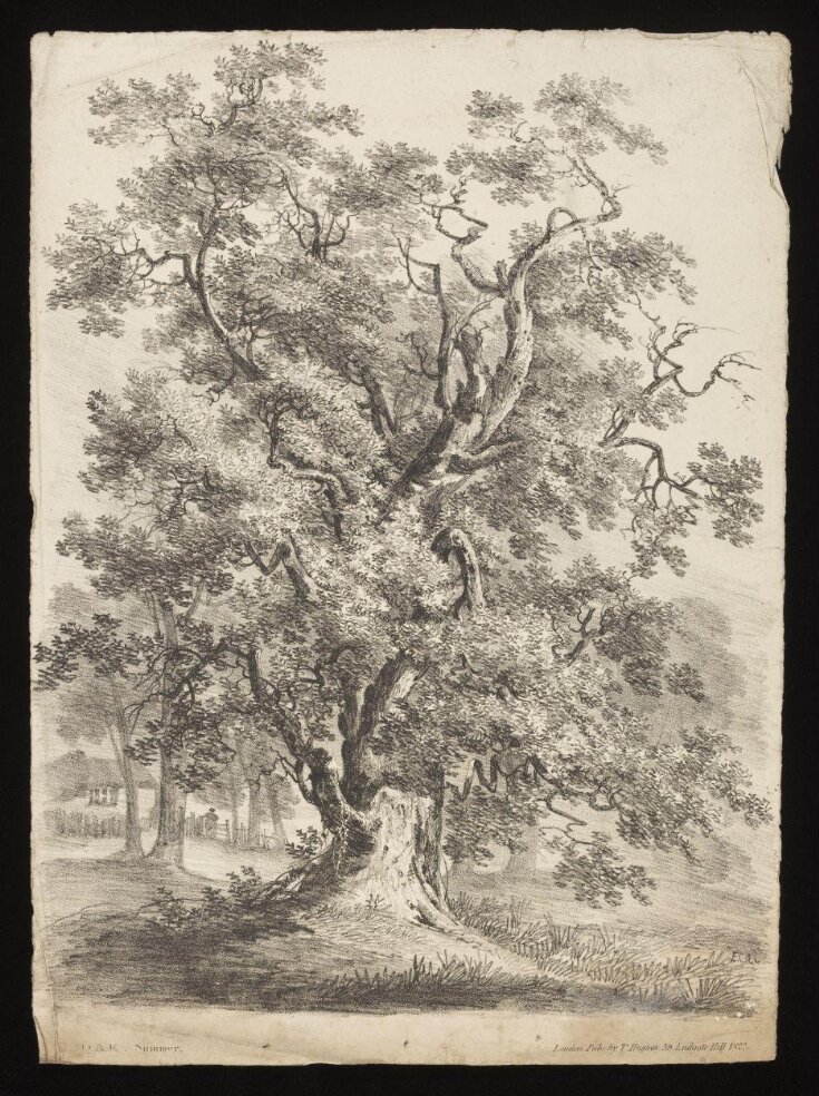 Trees with foliage and leafless top image