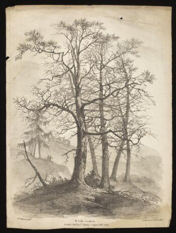 Trees with foliage and leafless