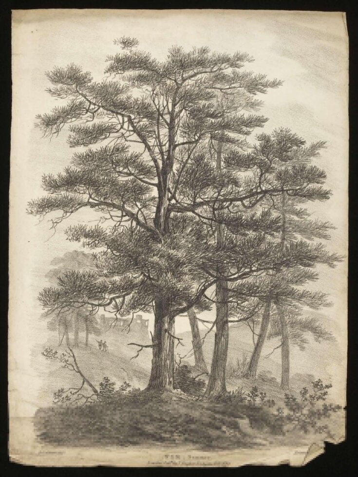 Trees with foliage and leafless top image