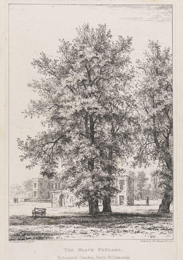 The Black Poplars, Botanical Garden, Bury St. Edmunds (c.1850s) by Jacob George Strutt