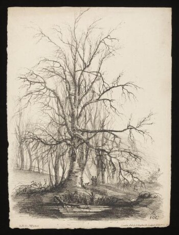 Trees with foliage and leafless