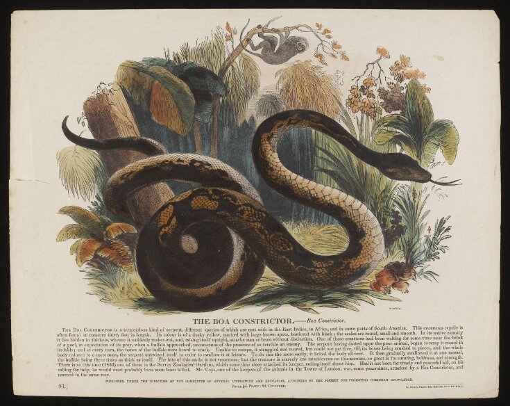 The Boa Constrictor image