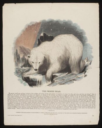 The White Bear