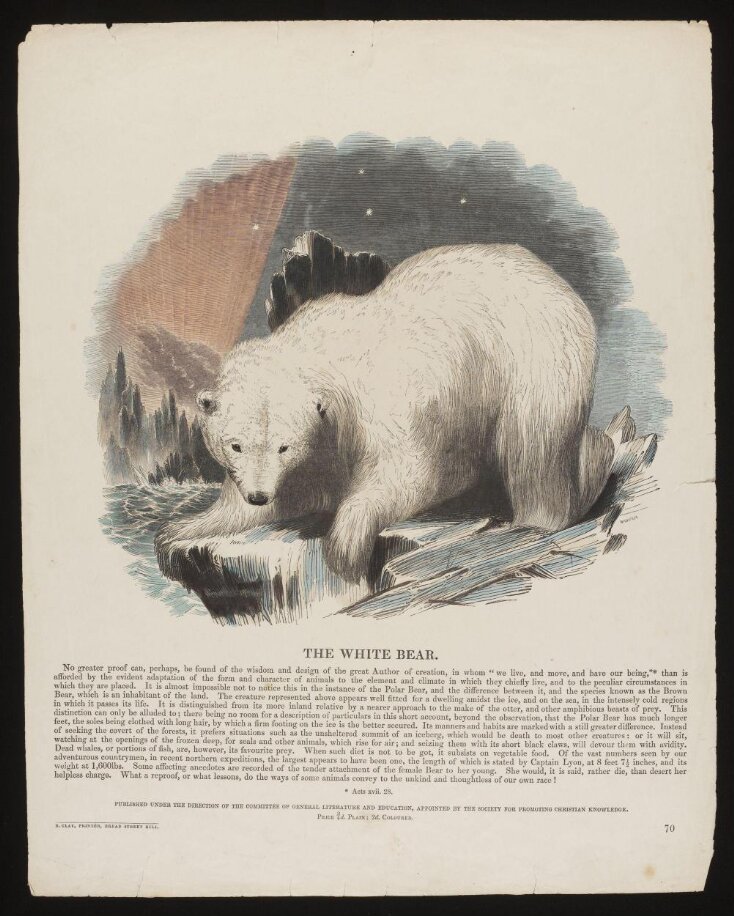 The White Bear image