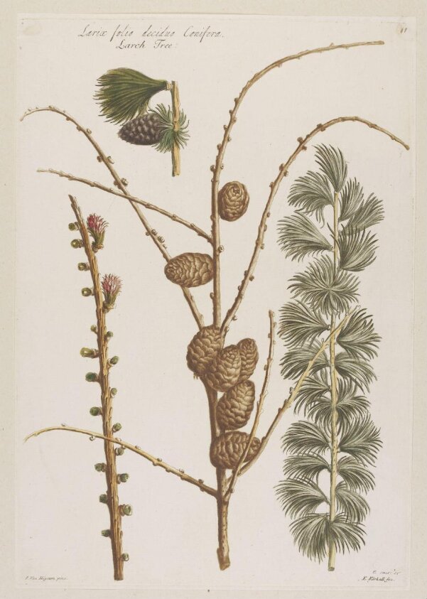 Print by Elisha Kirkall