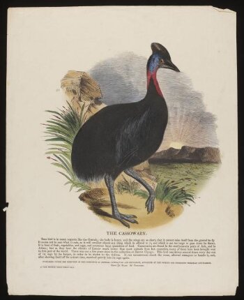 The Cassowary