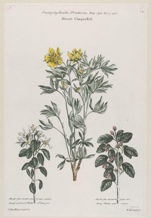 Print by Elisha Kirkall
