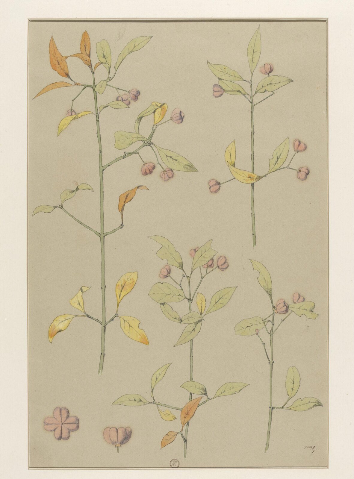 Plant Form, Frederick Edward Hulme, 1868