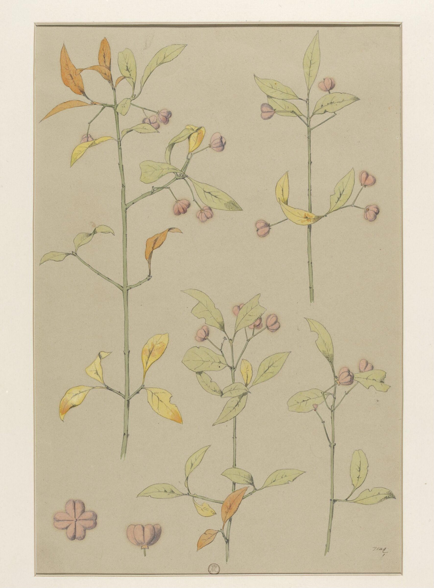 Plant Form, Frederick Edward Hulme, 1868
