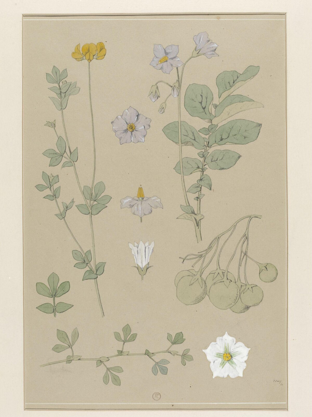 Plant Form, Frederick Edward Hulme, 1868