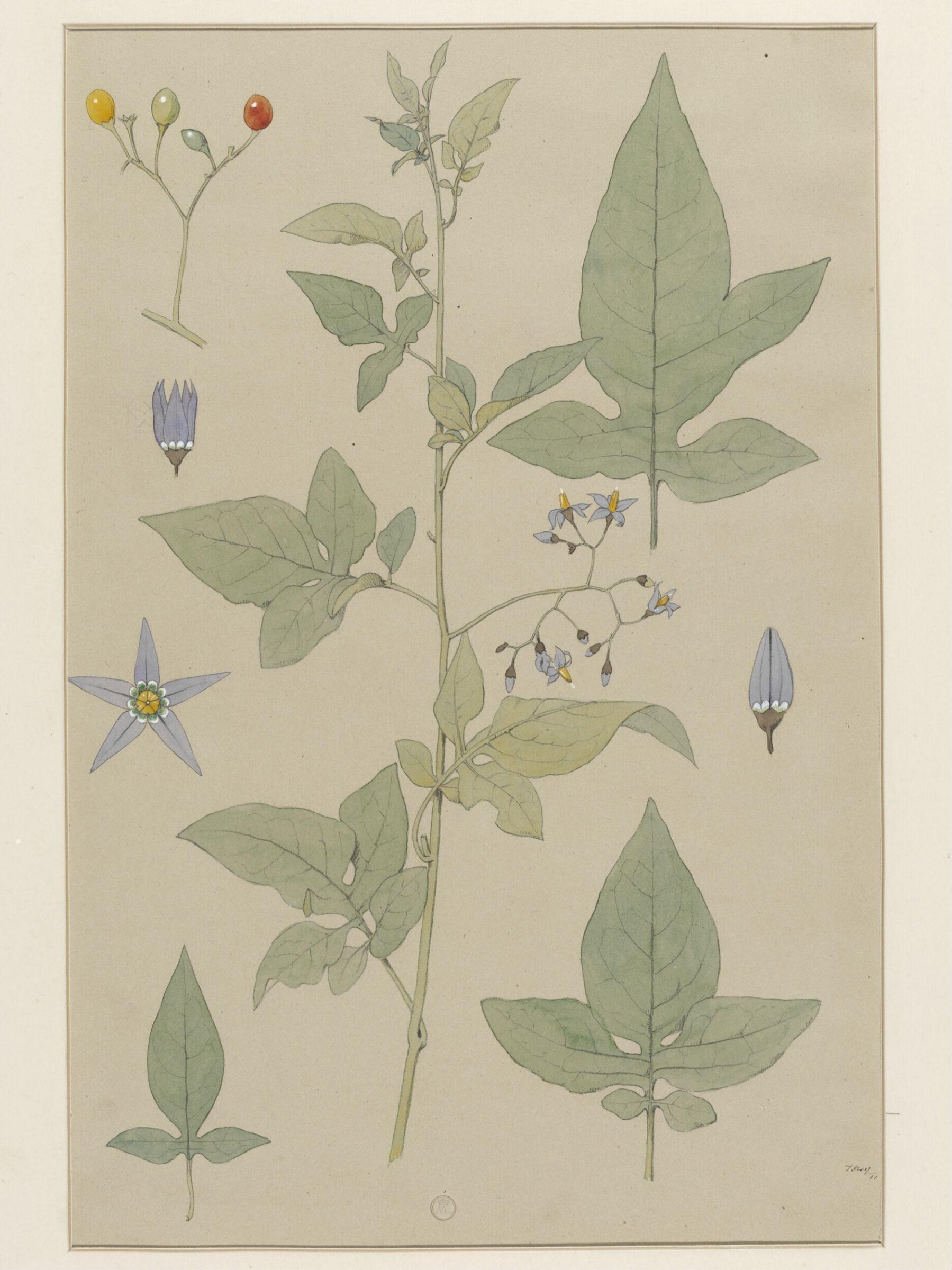 Plant Form, Frederick Edward Hulme, 1868