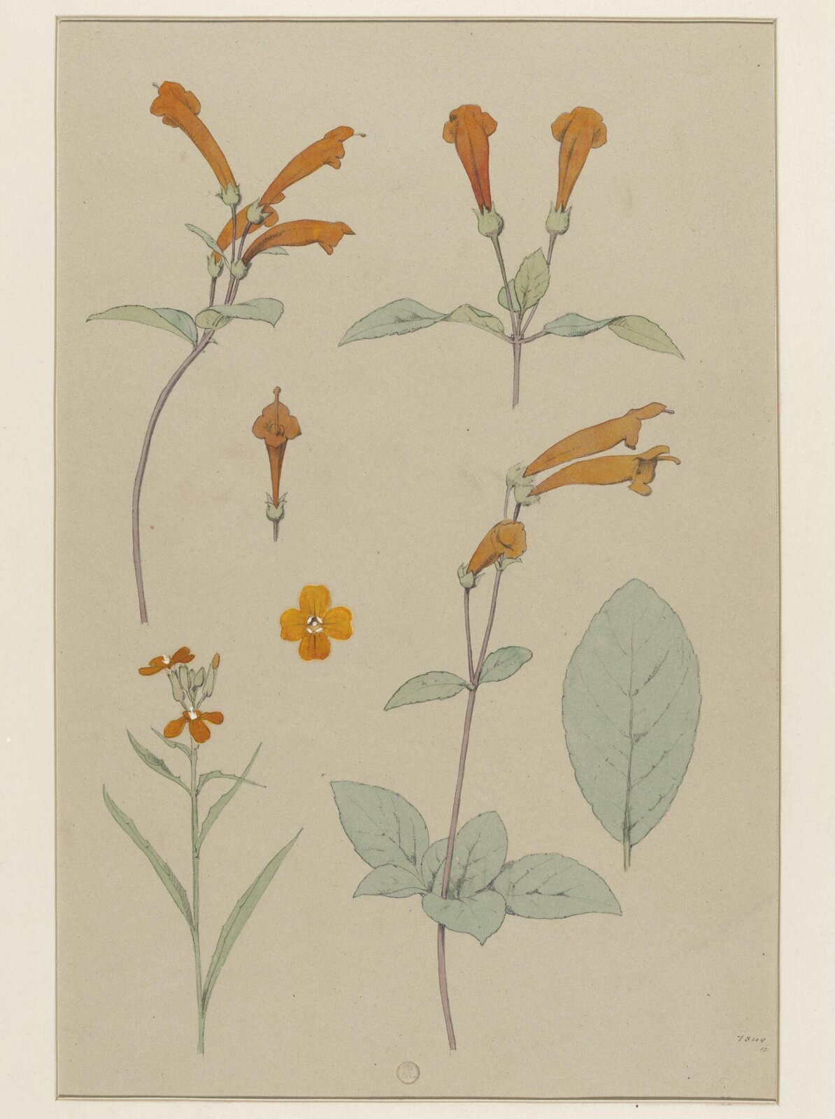 Plant Form, Frederick Edward Hulme, 1868