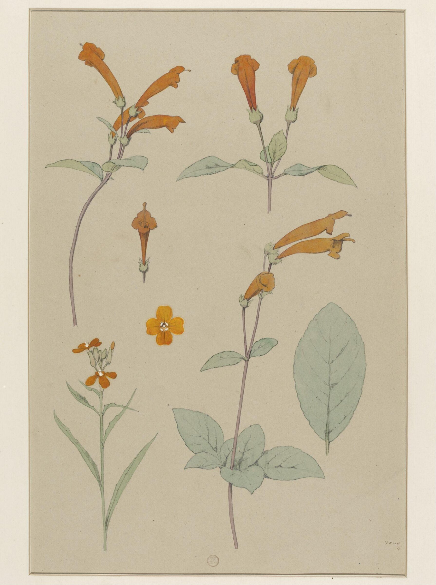 Plant Form, Frederick Edward Hulme, 1868