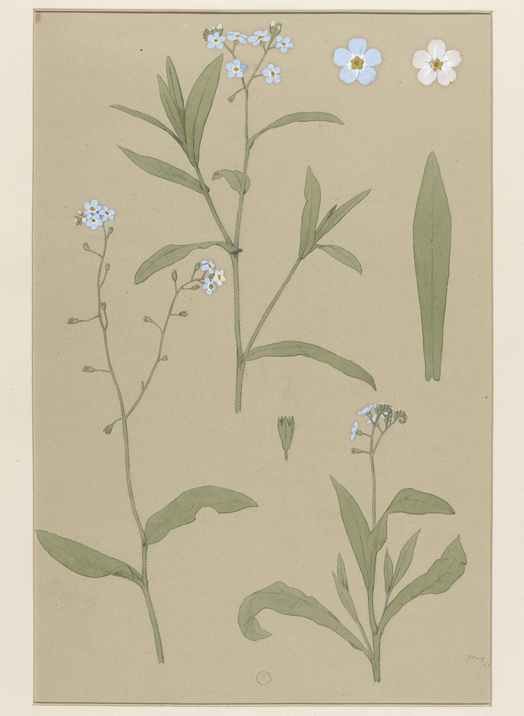 Plant Form, Frederick Edward Hulme, 1868