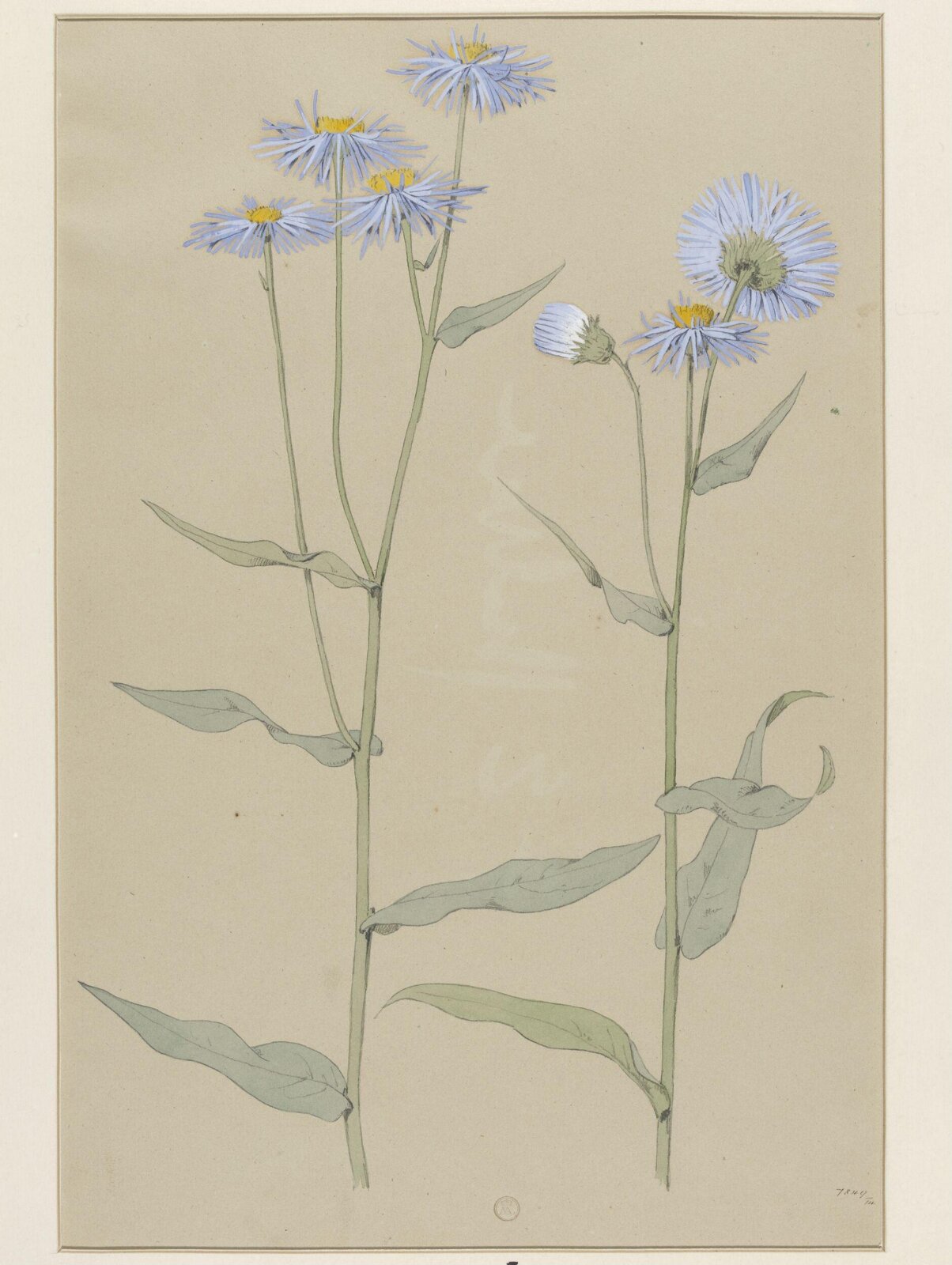 Plant Form, Frederick Edward Hulme, 1868