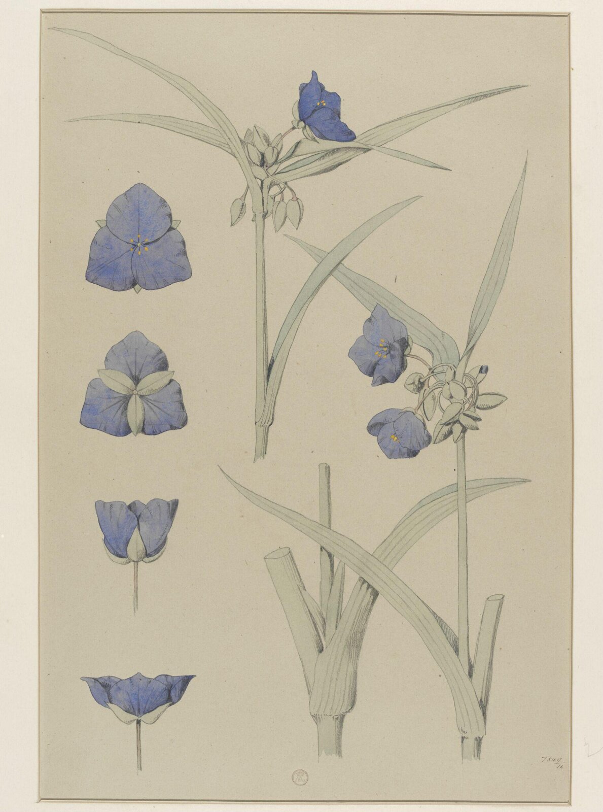 Plant Form, Frederick Edward Hulme, 1868
