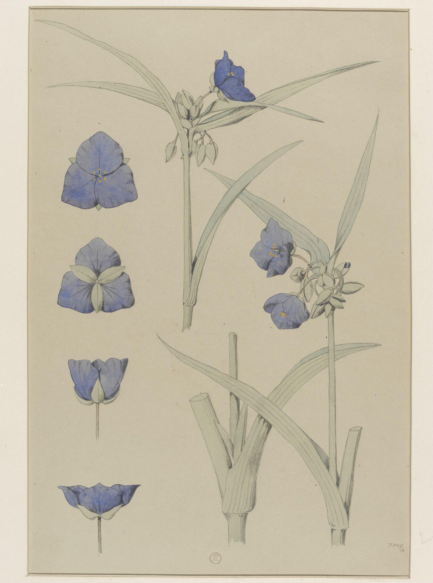 Plant Form, Frederick Edward Hulme, 1868
