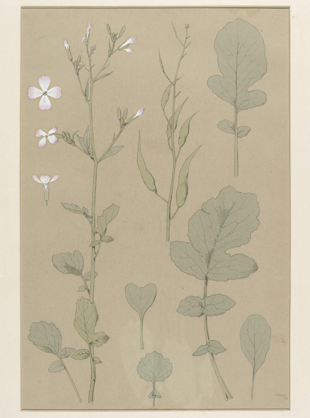 Plant Form, Frederick Edward Hulme, 1868