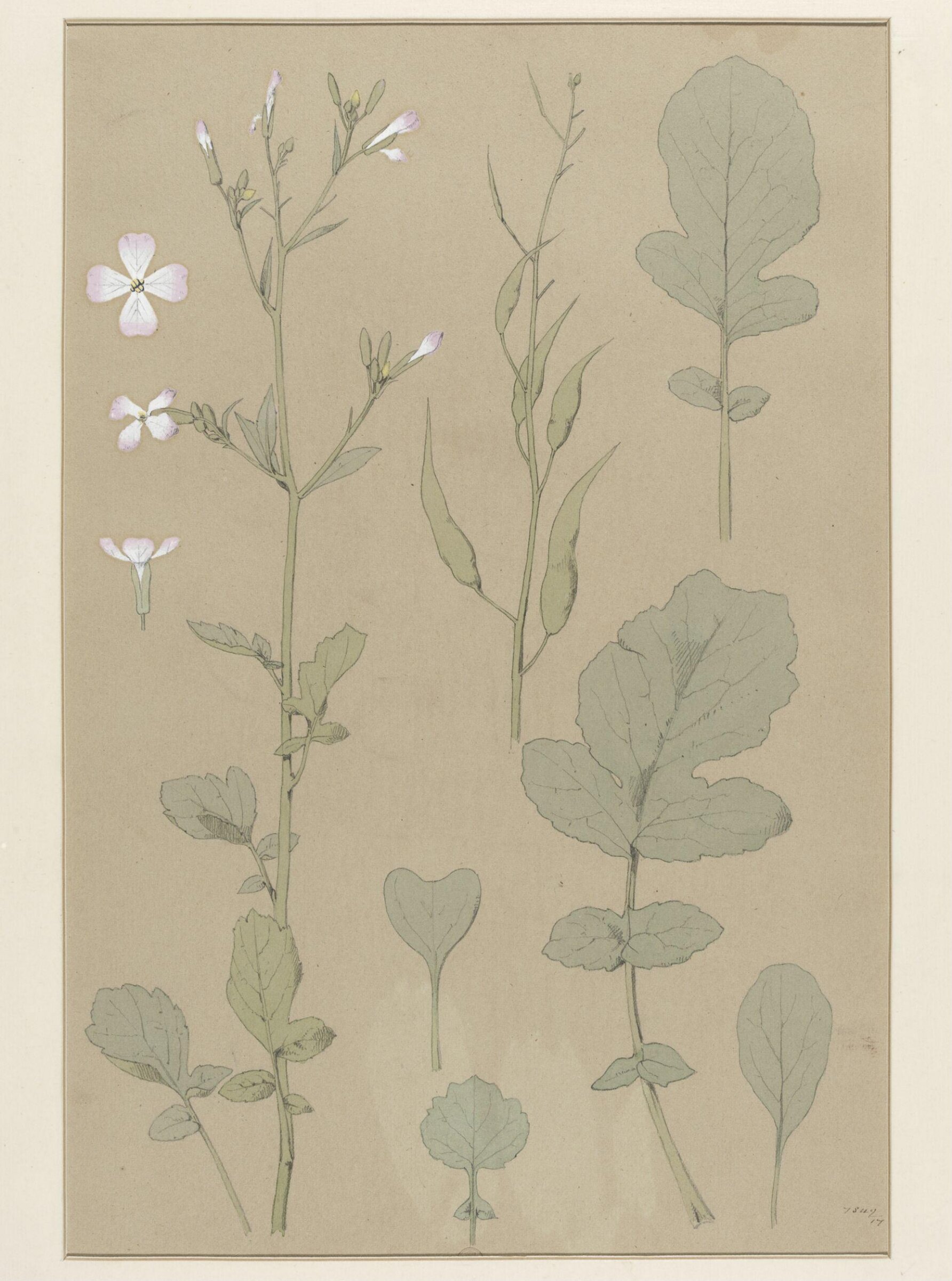 Plant Form, Frederick Edward Hulme, 1868