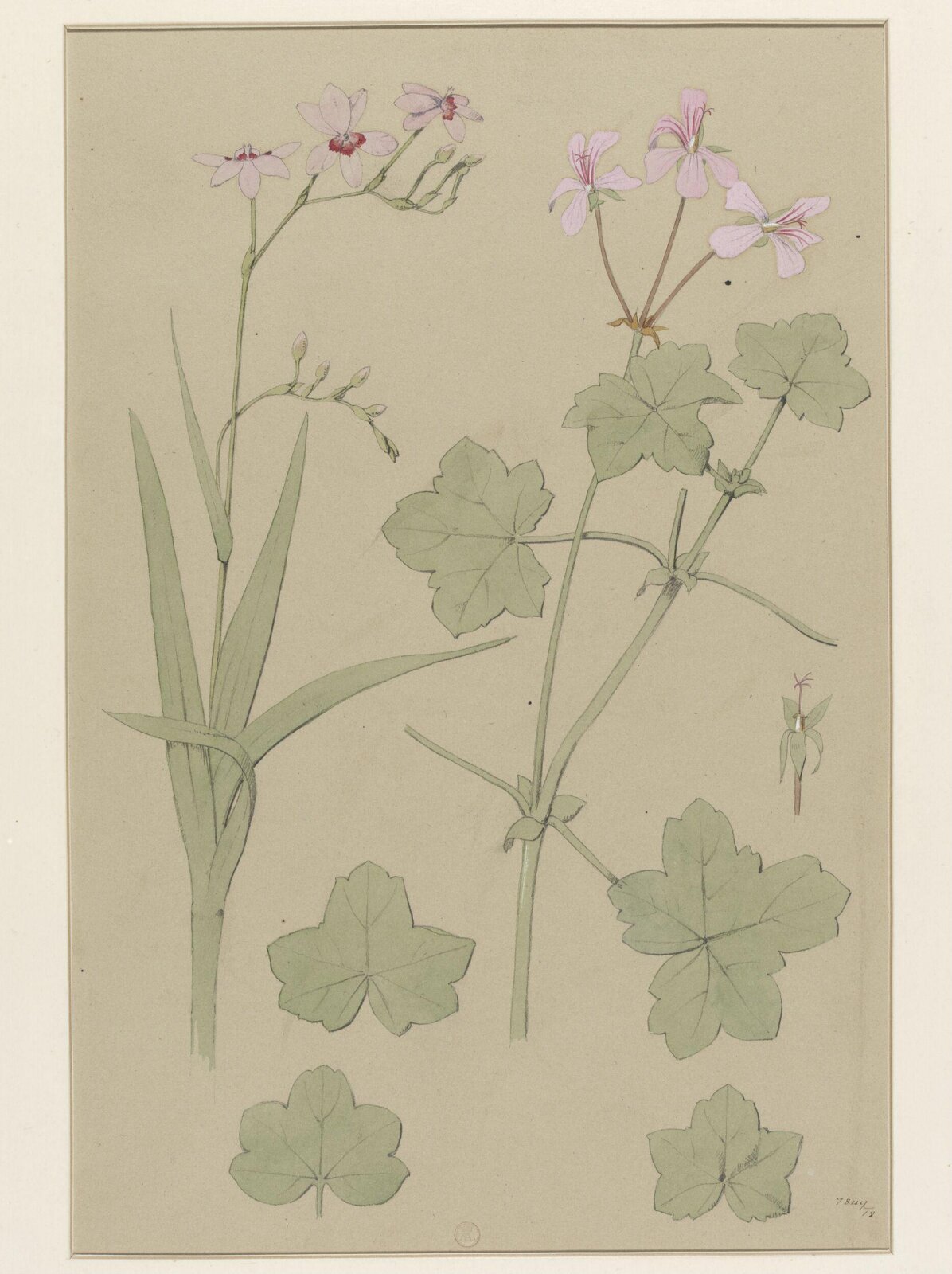Plant Form, Frederick Edward Hulme, 1868