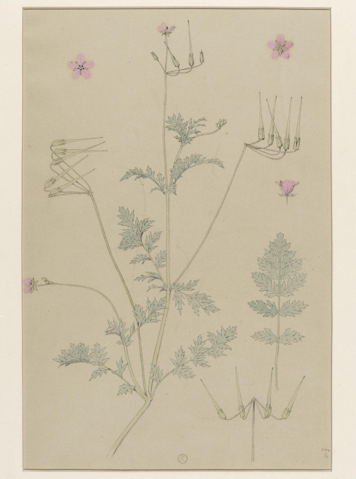Plant Form, Frederick Edward Hulme, 1868