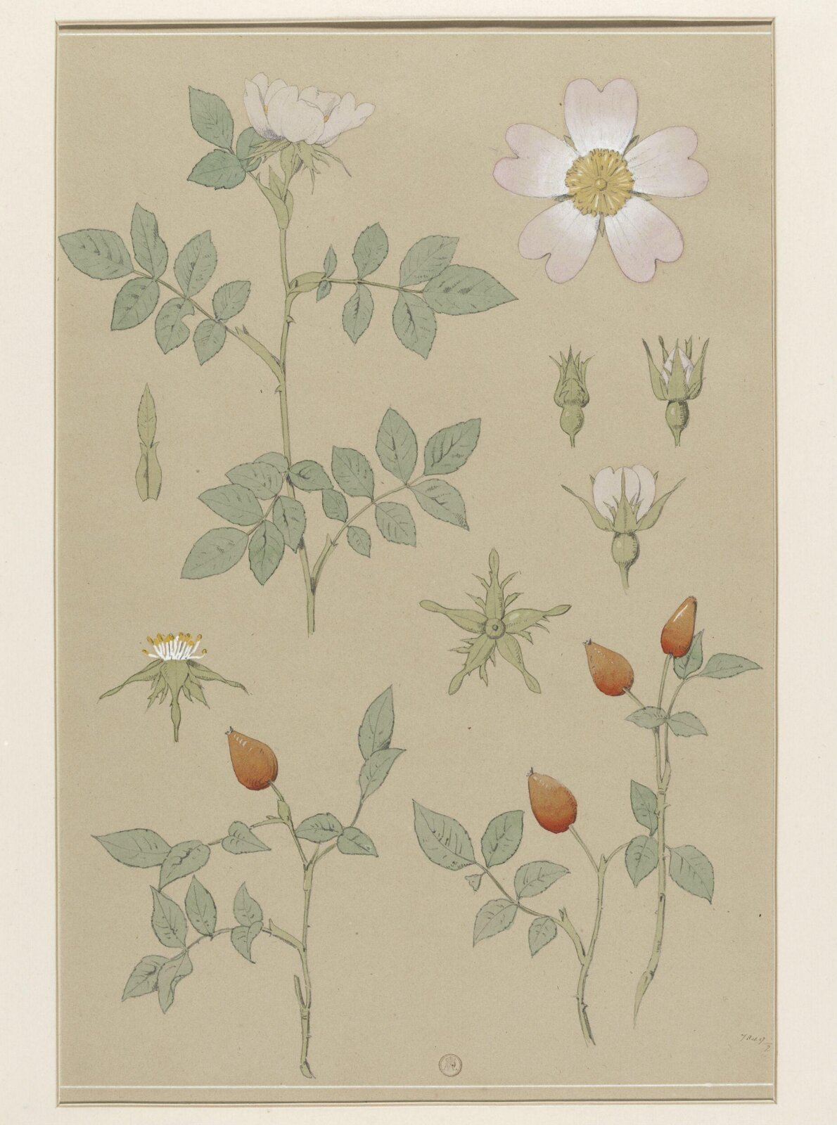 Plant Form, Frederick Edward Hulme, 1868
