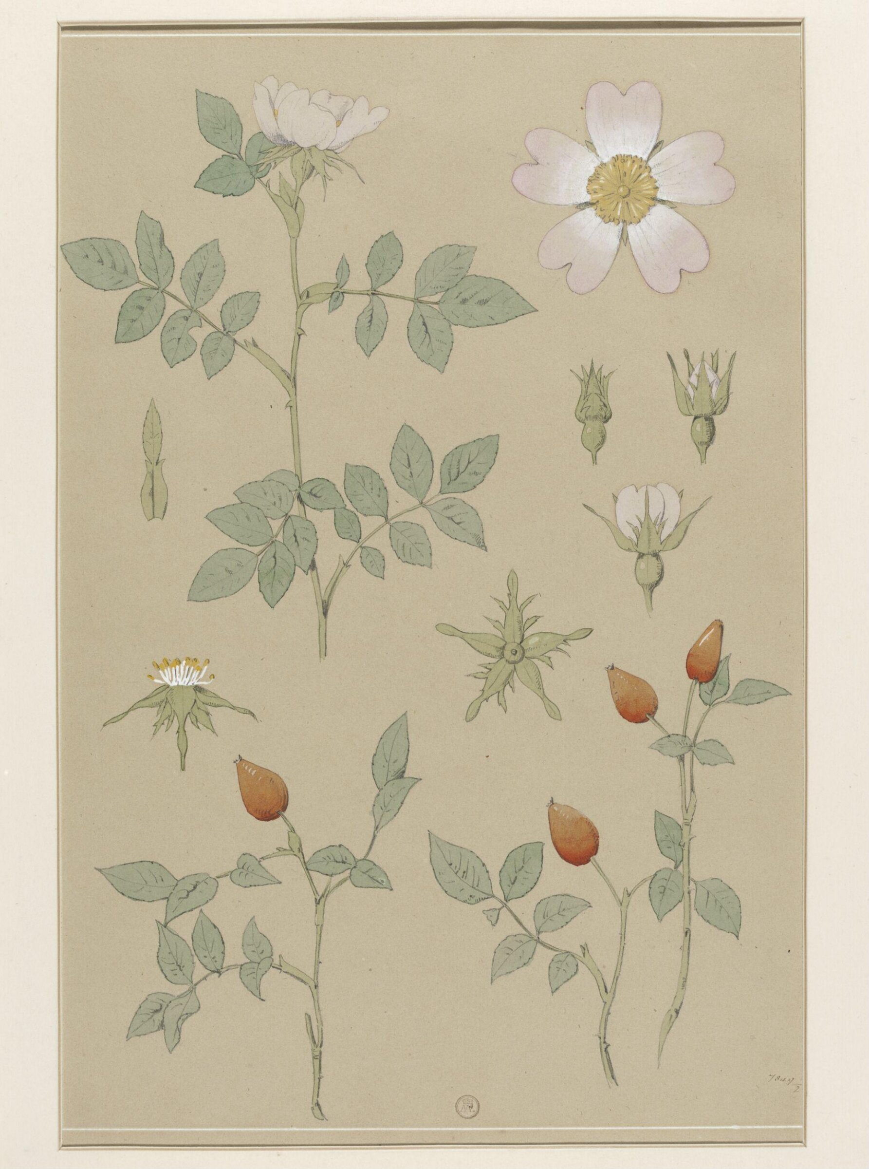 Plant Form, Frederick Edward Hulme, 1868