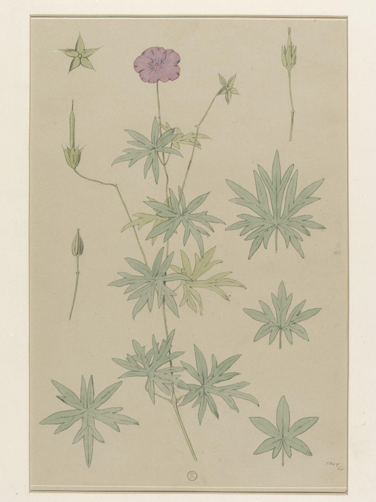 Plant Form, Frederick Edward Hulme, 1868