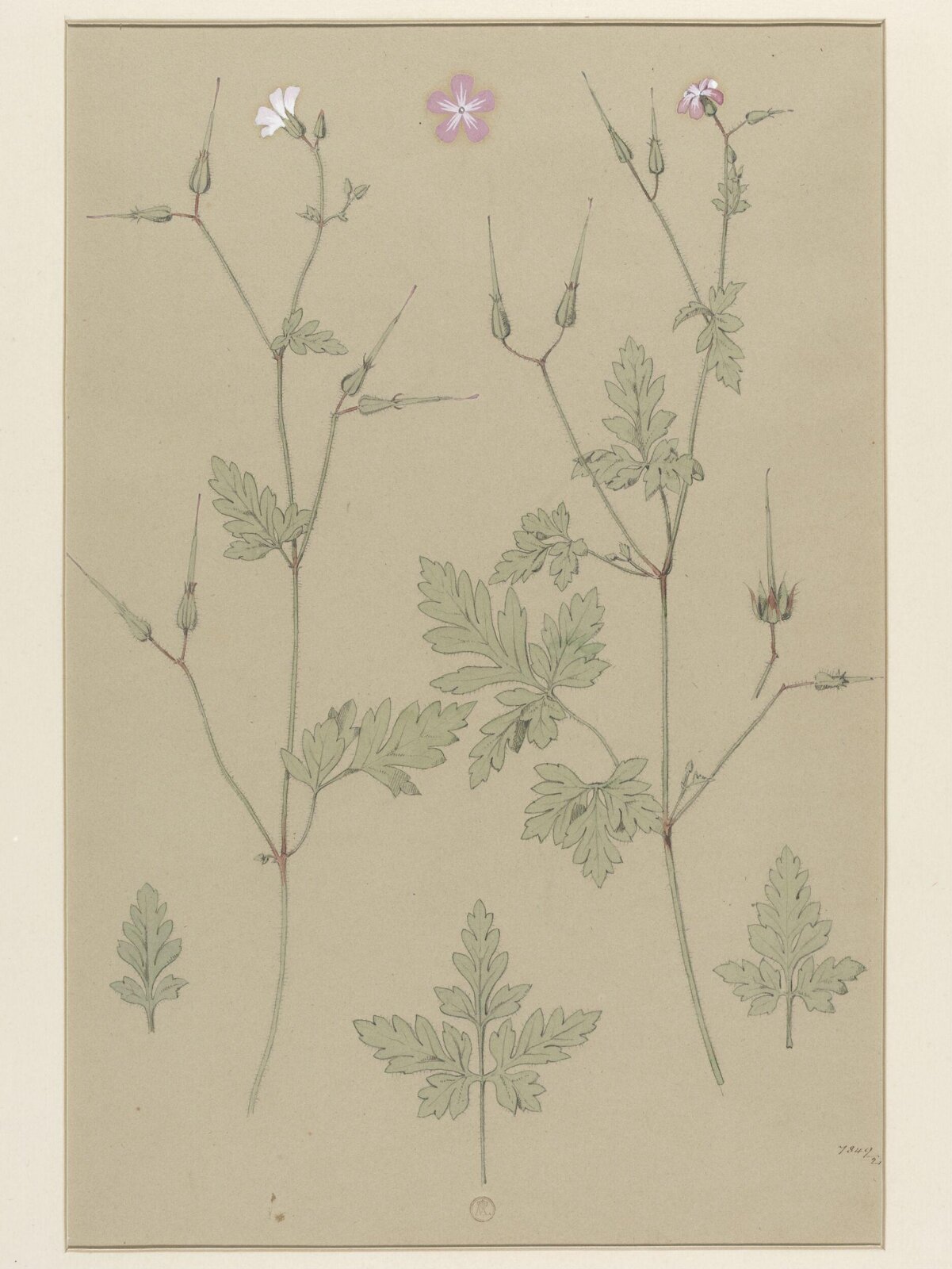 Plant Form, Frederick Edward Hulme, 1868