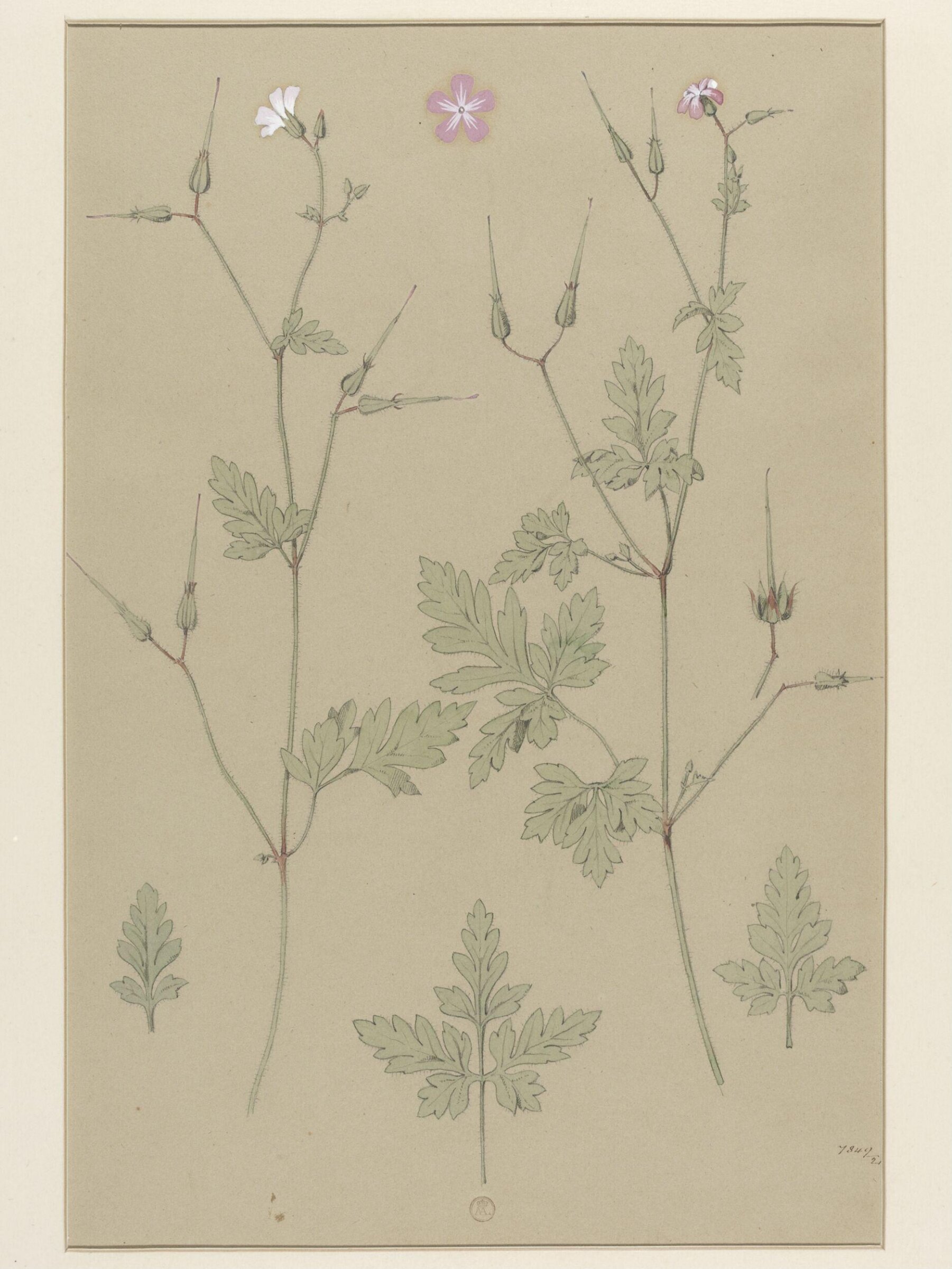 Plant Form, Frederick Edward Hulme, 1868