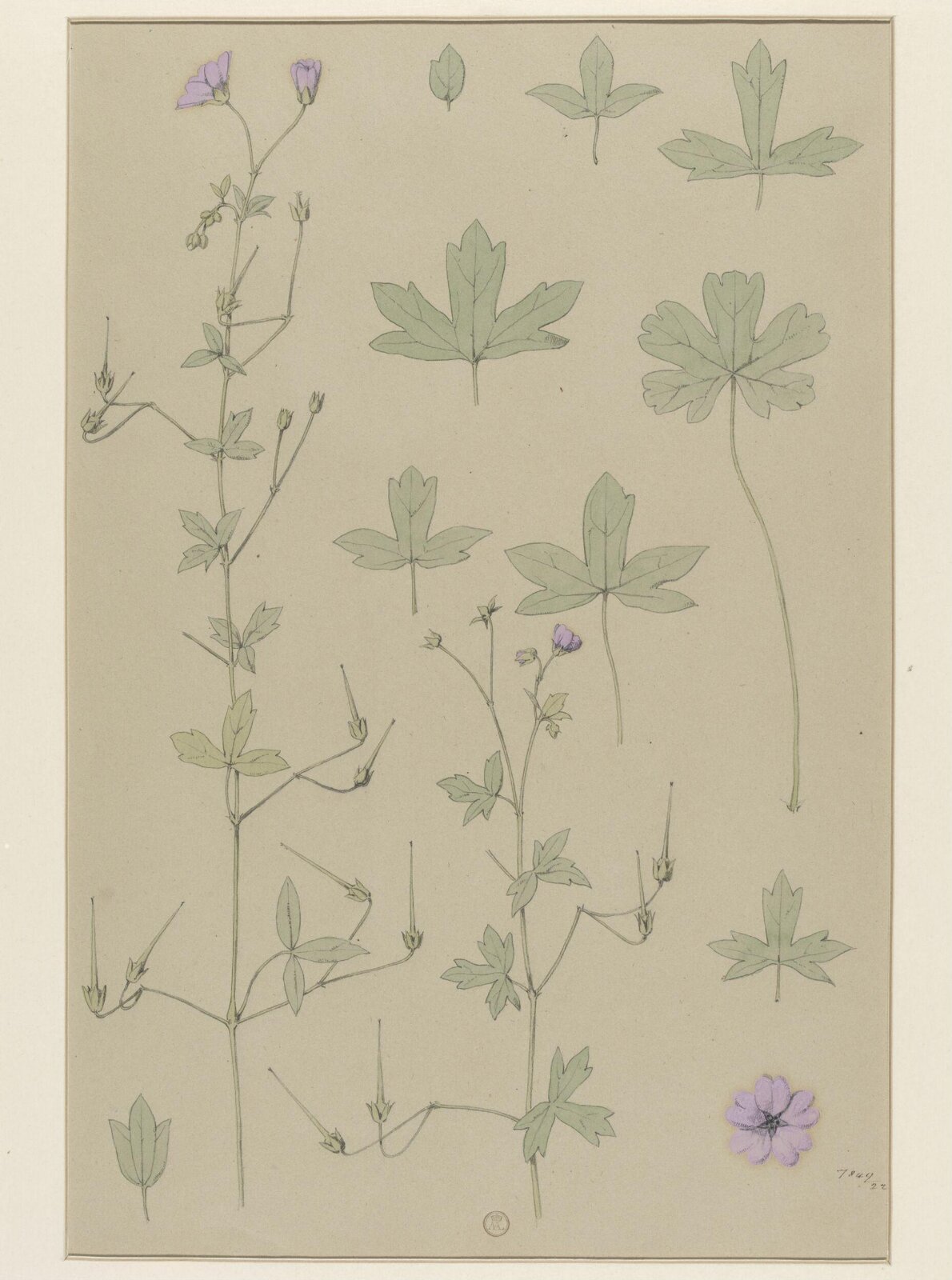 Plant Form, Frederick Edward Hulme, 1868