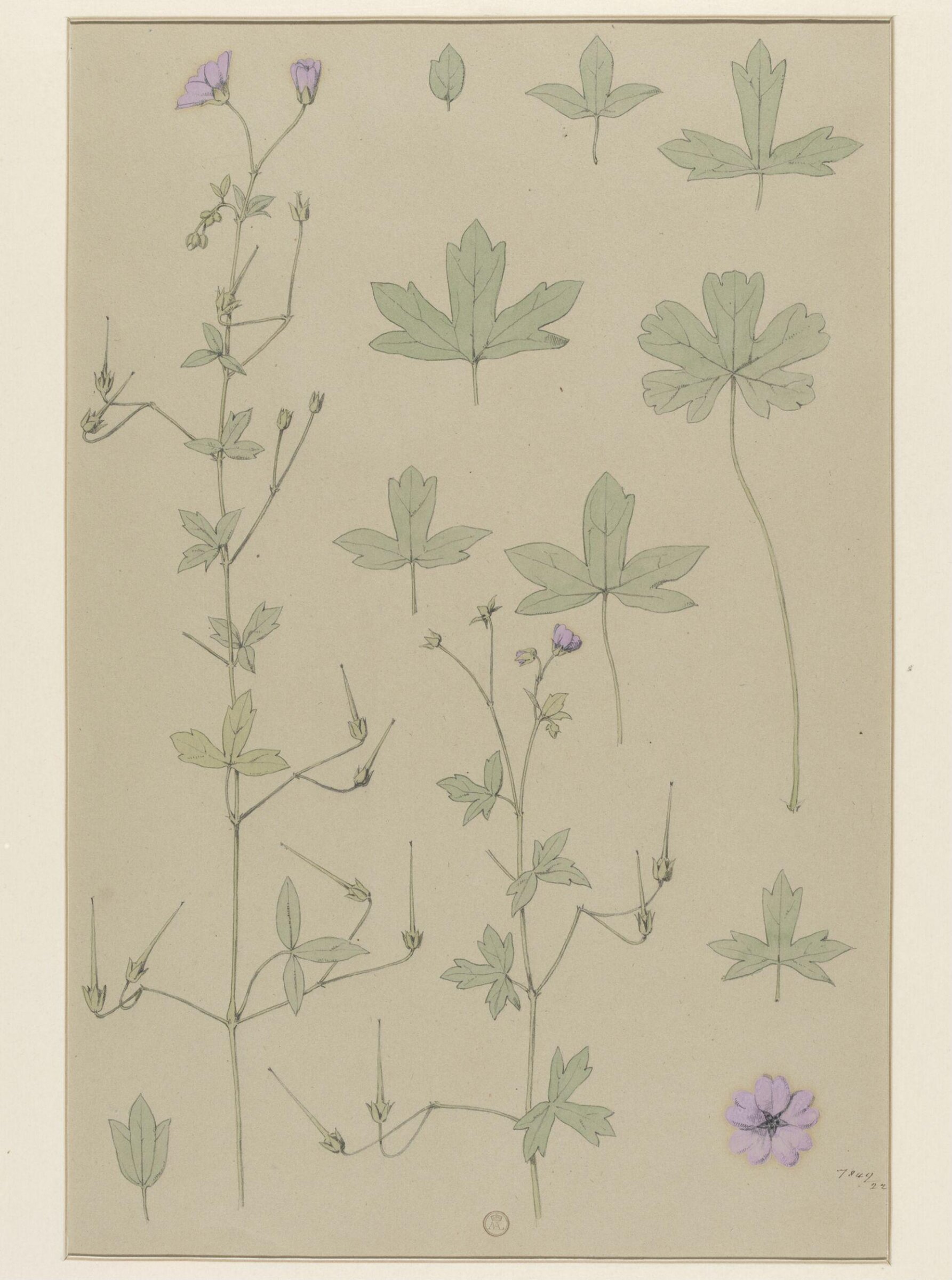 Plant Form, Frederick Edward Hulme, 1868