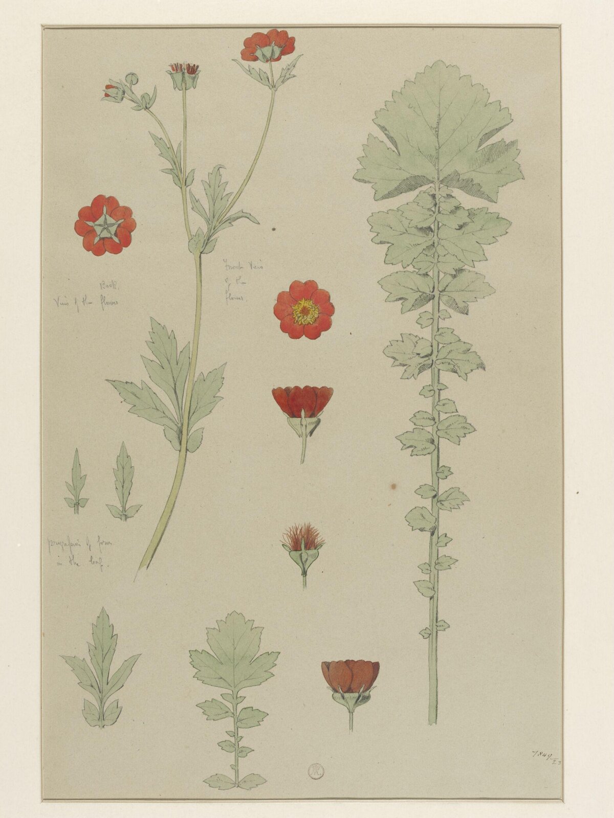 Plant Form, Frederick Edward Hulme, 1868
