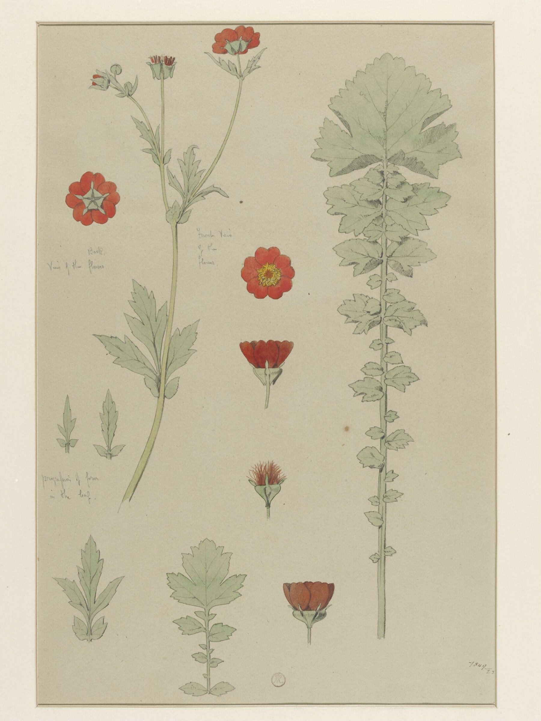 Plant Form, Frederick Edward Hulme, 1868