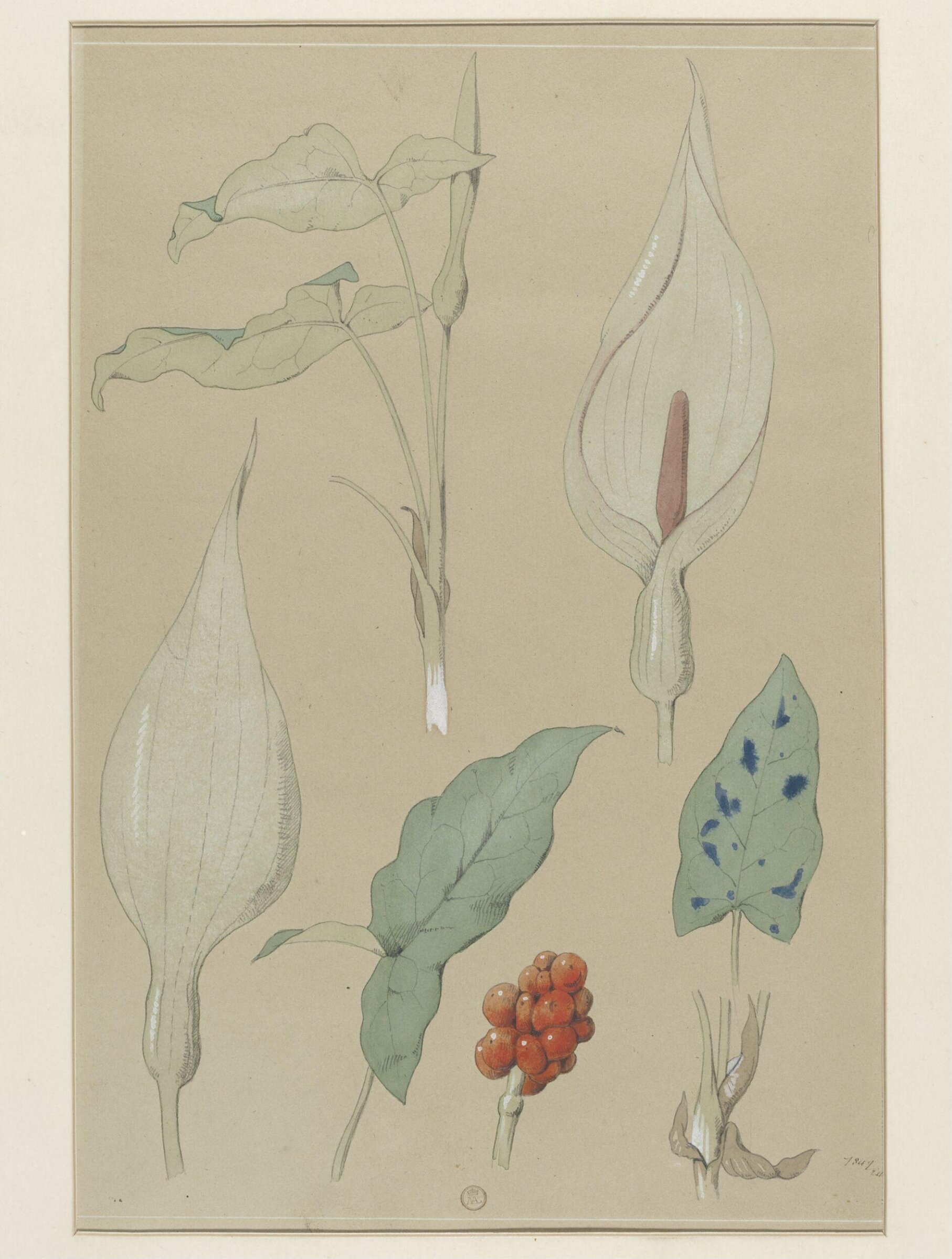 Plant Form, Frederick Edward Hulme, 1868