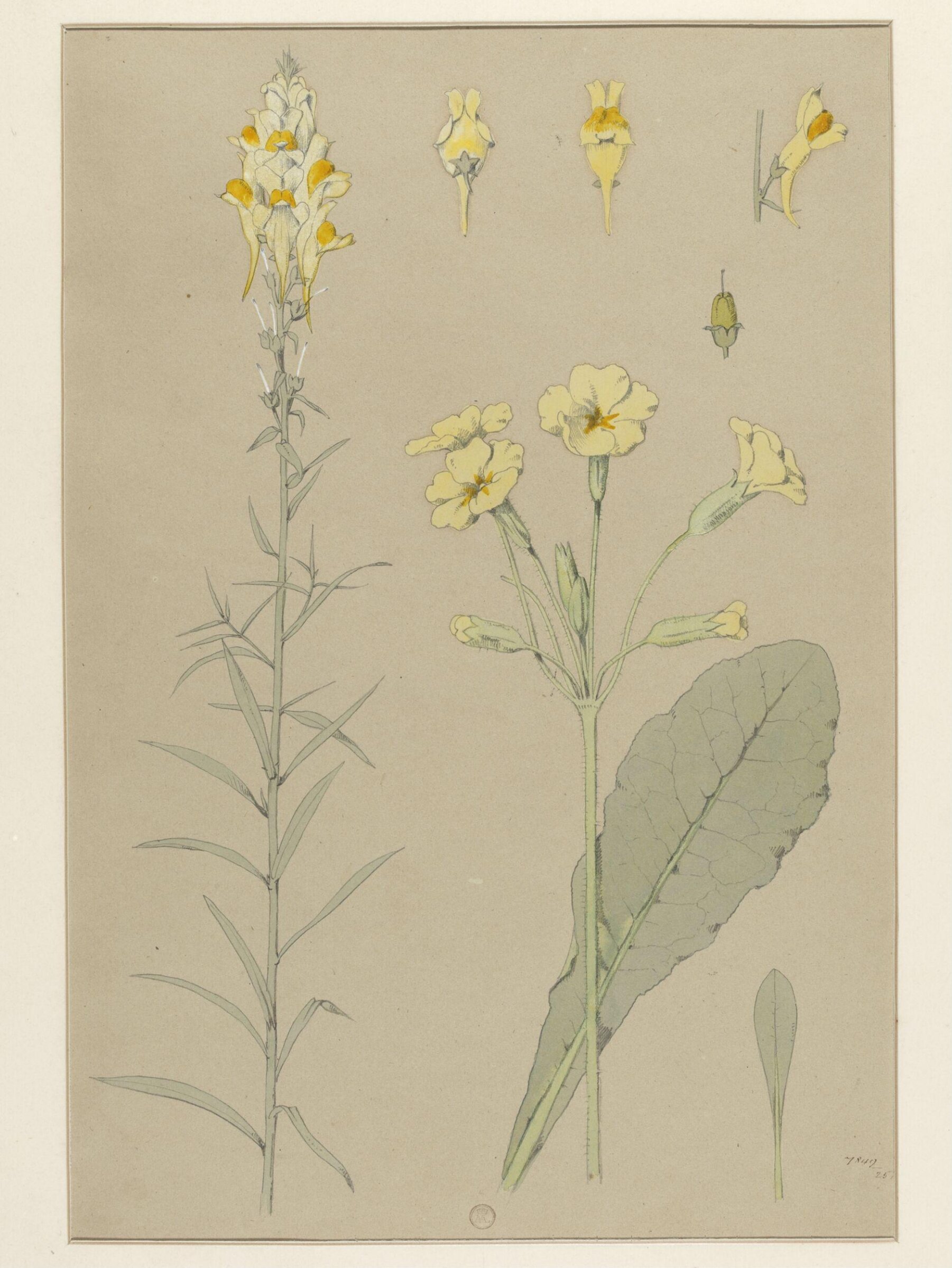 Plant Form, Frederick Edward Hulme, 1868