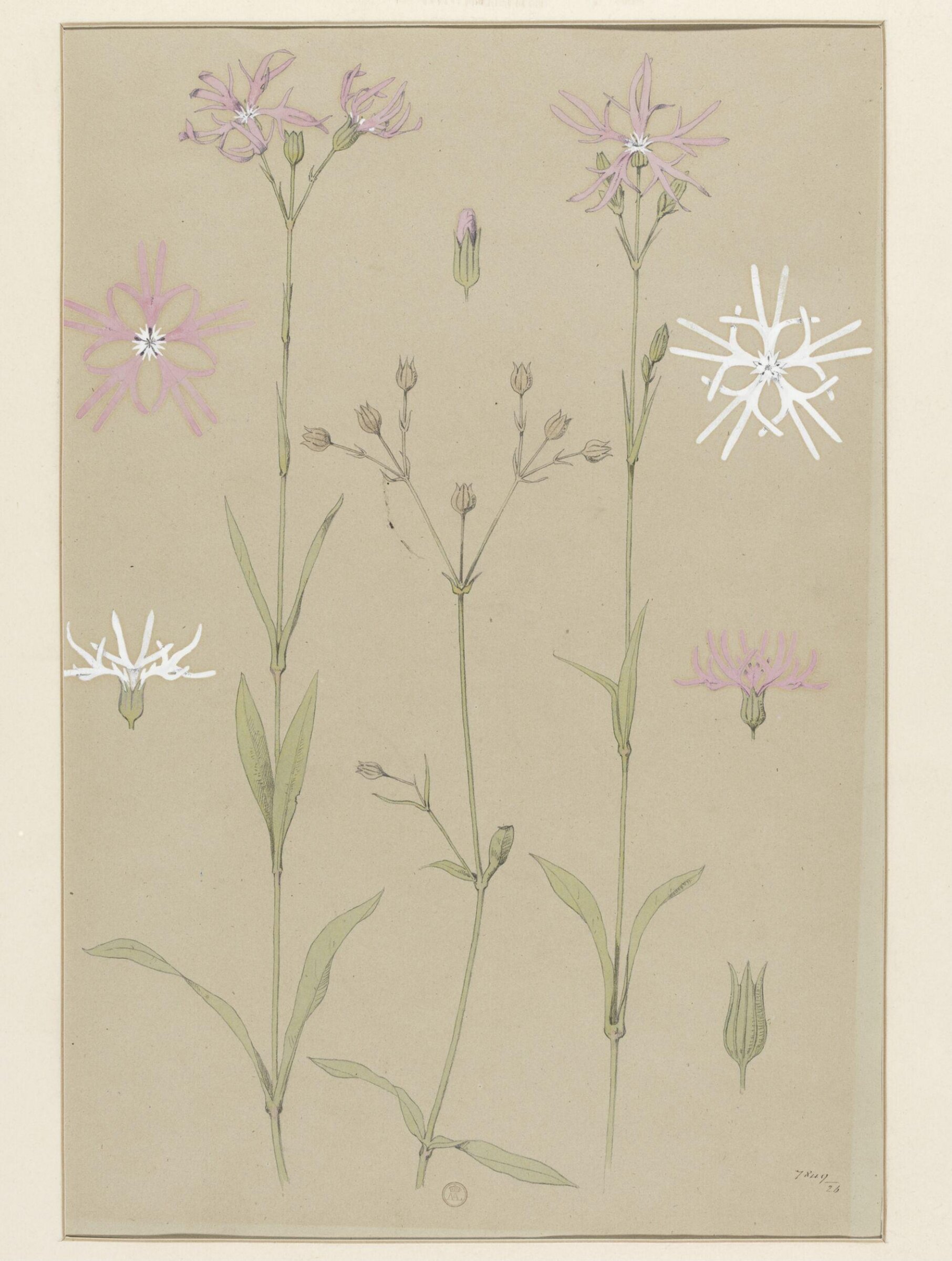 Plant Form, Frederick Edward Hulme, 1868