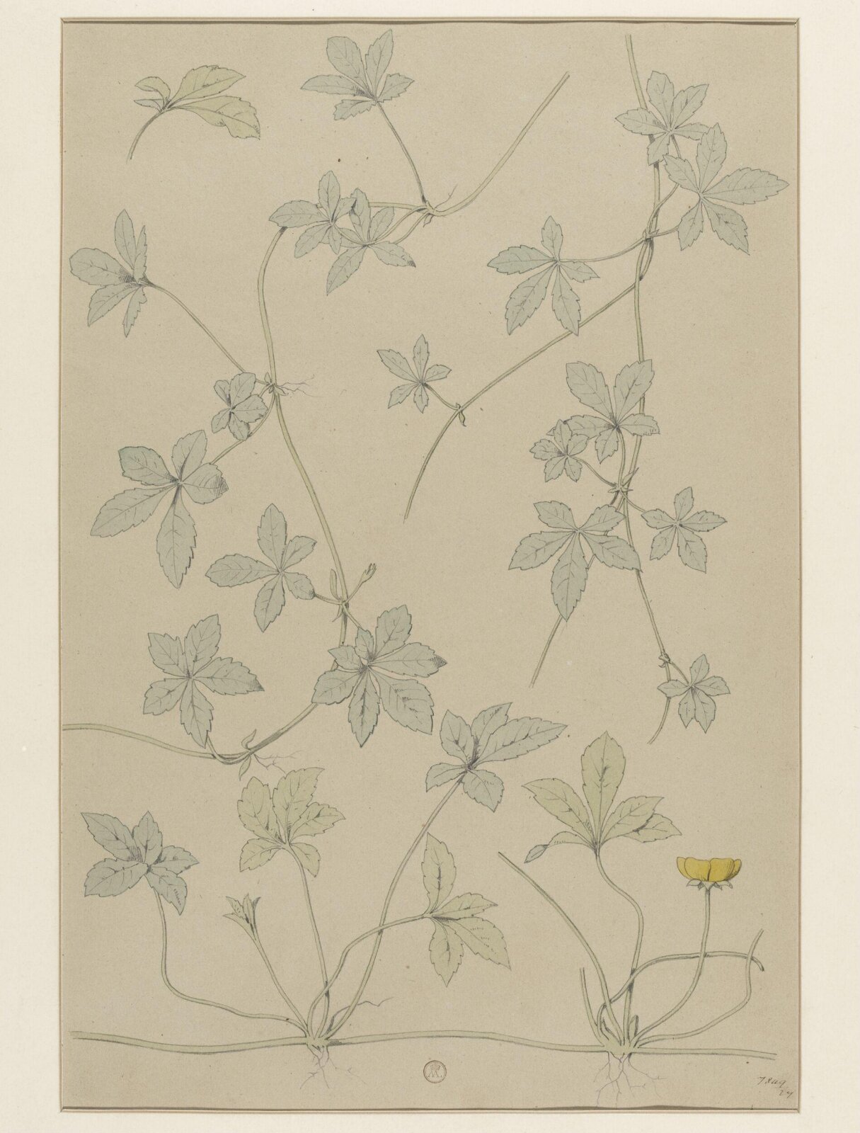 Plant Form, Frederick Edward Hulme, 1868