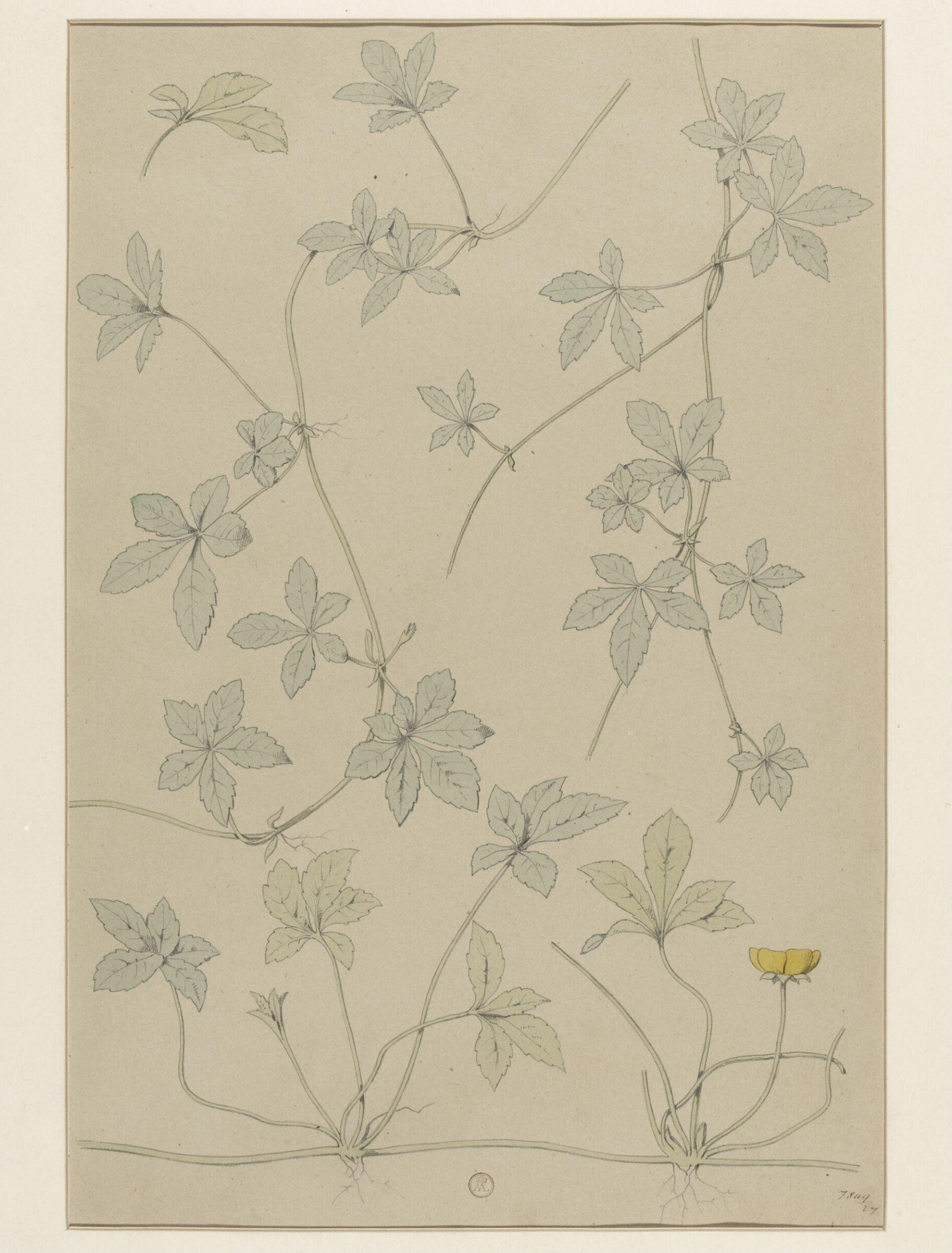 Plant Form, Frederick Edward Hulme, 1868