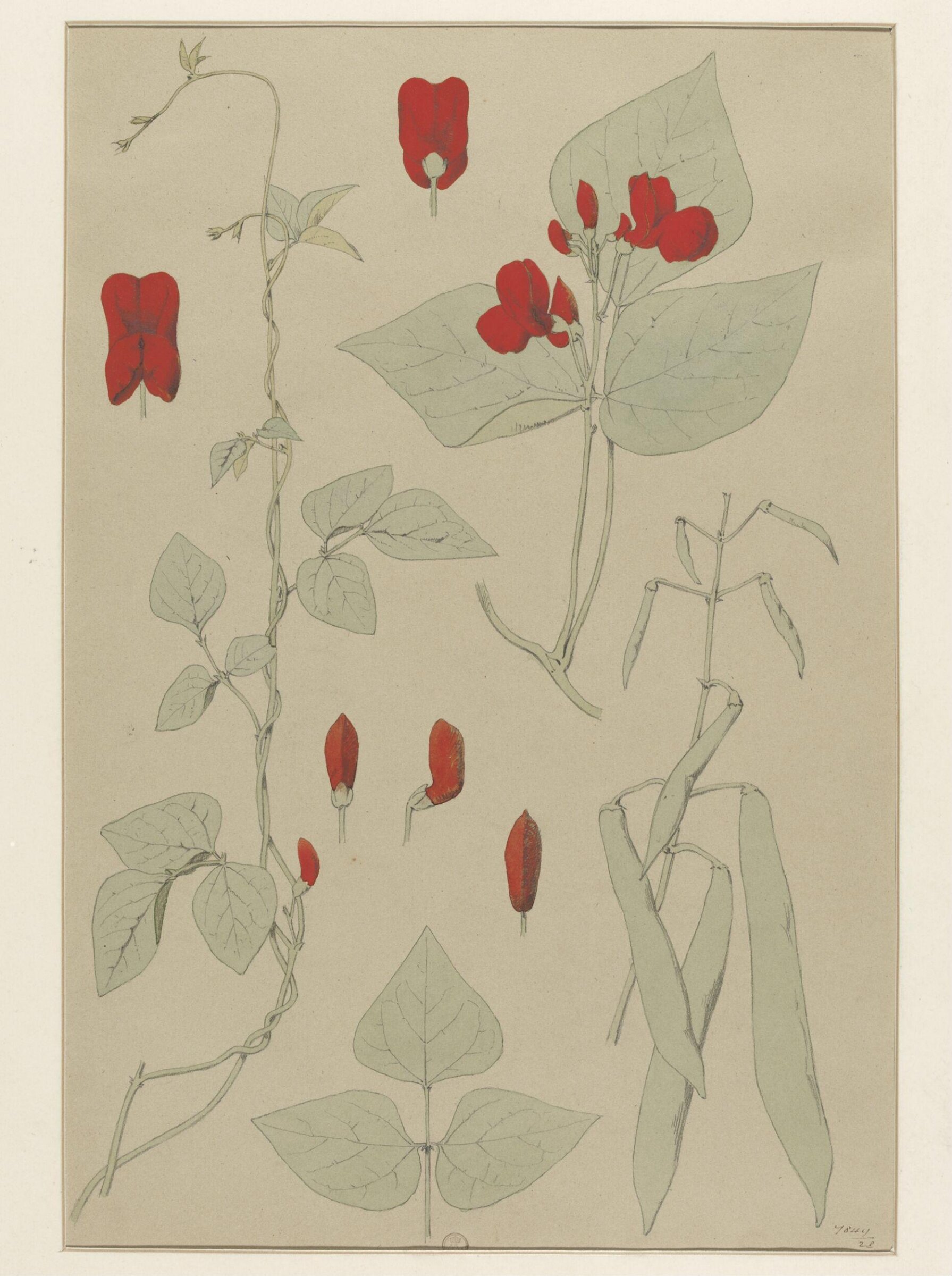 Plant Form, Frederick Edward Hulme, 1868