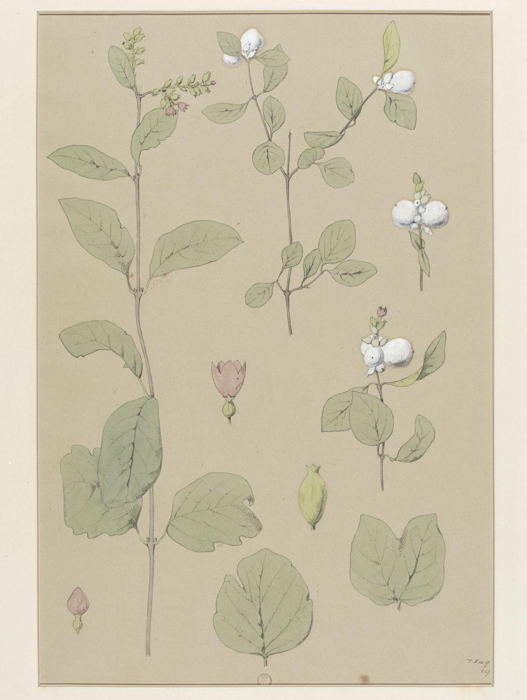 Plant Form, Frederick Edward Hulme, 1868