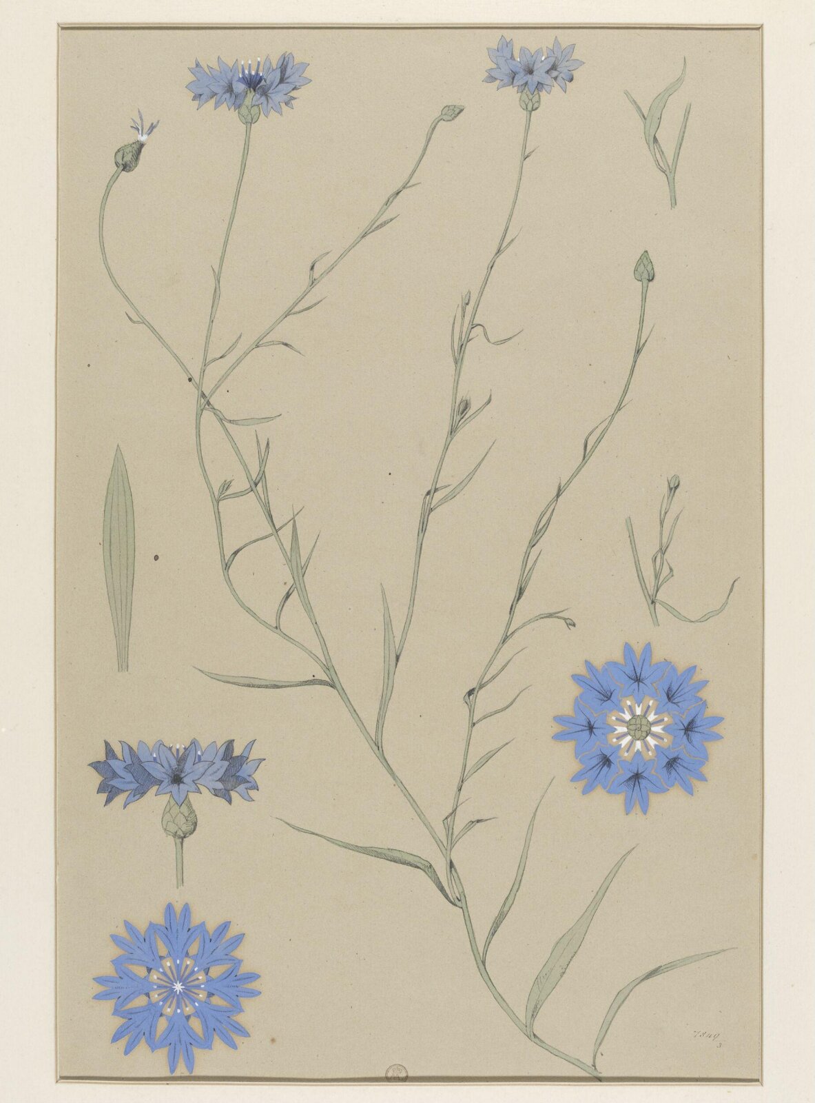 Plant Form, Frederick Edward Hulme, 1868