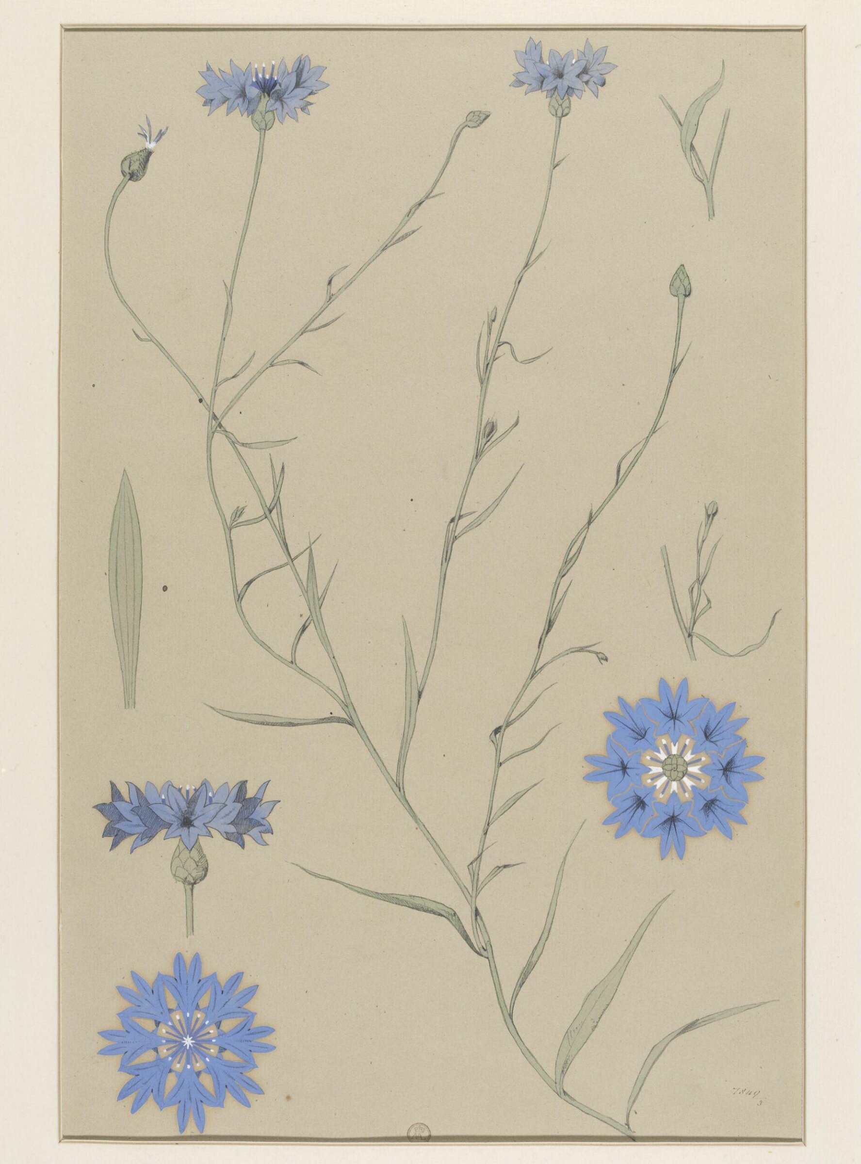 Plant Form, Frederick Edward Hulme, 1868