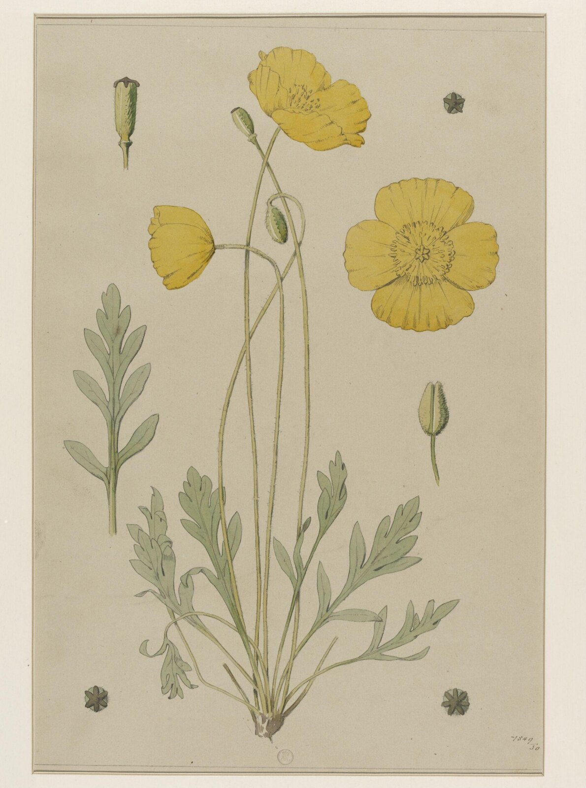 Plant Form, Frederick Edward Hulme, 1868