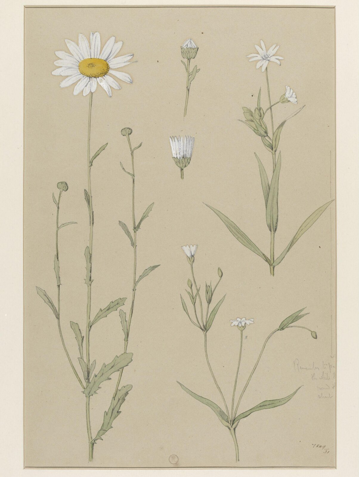 Plant Form, Frederick Edward Hulme, 1868